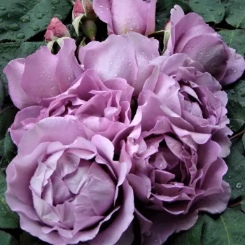 Gefüllt, pudriges Lavendel-Lila mit leicht malvenfarbenem Ton. - beetrose, floribunda-rose - sehr stark duftende, den garten erfüllende rose - voller, parfümös