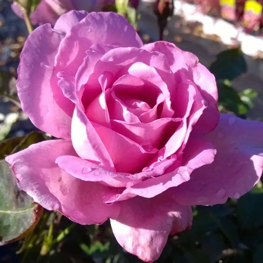 Violett - Rosen - Harry Edland® - rosen online kaufen