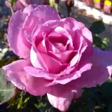 Vijolična - vrtnica floribunda za cvetlično gredo - intenziven vonj vrtnice - aroma cimeta - Rosa Harry Edland® - vrtnice - proizvodnja in spletna prodaja sadik