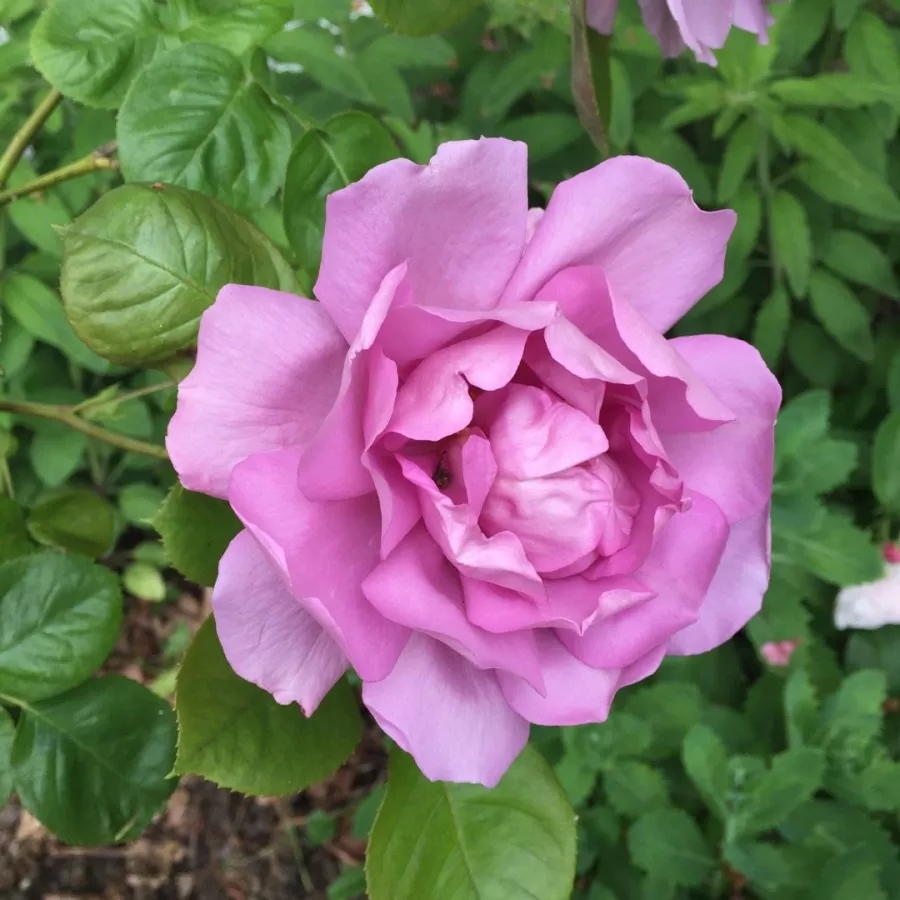 Vrtnica floribunda za cvetlično gredo - Roza - Harry Edland® - vrtnice online