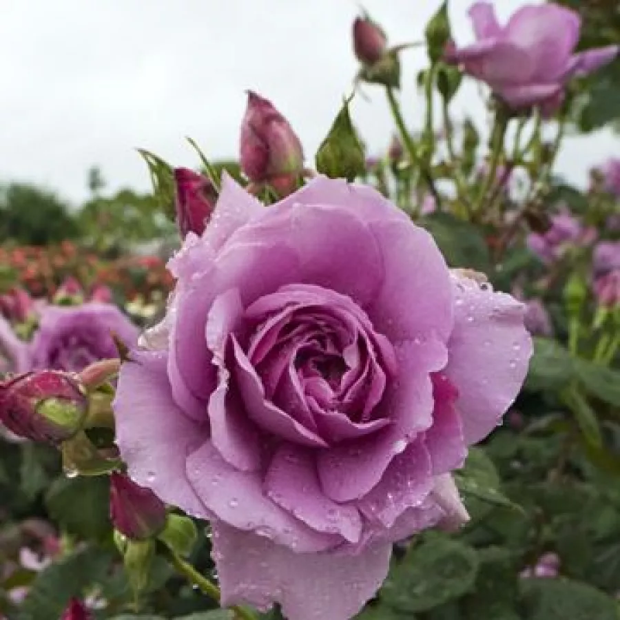 šaličast - Ruža - Harry Edland® - sadnice ruža - proizvodnja i prodaja sadnica