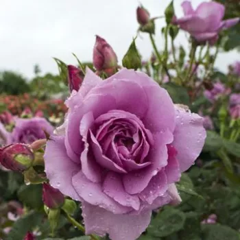 Rosa Harry Edland® - vijolična - vrtnica floribunda za cvetlično gredo