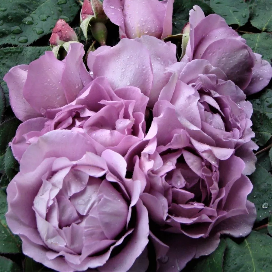 ROSALES MODERNAS DEL JARDÍN - Rosa - Harry Edland® - comprar rosales online
