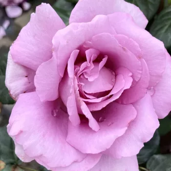Kupnja ruža online - ruža floribunda za gredice - ruža intenzivnog mirisa - aroma cimeta - Harry Edland® - ljubičasta - (60-90 cm)