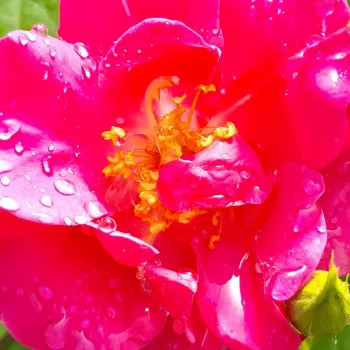 Online rózsa kertészet - rózsaszín - virágágyi floribunda rózsa - The Oddfellows Rose® - diszkrét illatú rózsa - savanyú aromájú - (60-90 cm)