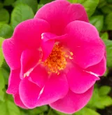 Virágágyi floribunda rózsa - rózsaszín - diszkrét illatú rózsa - savanyú aromájú - Rosa The Oddfellows Rose® - Online rózsa rendelés