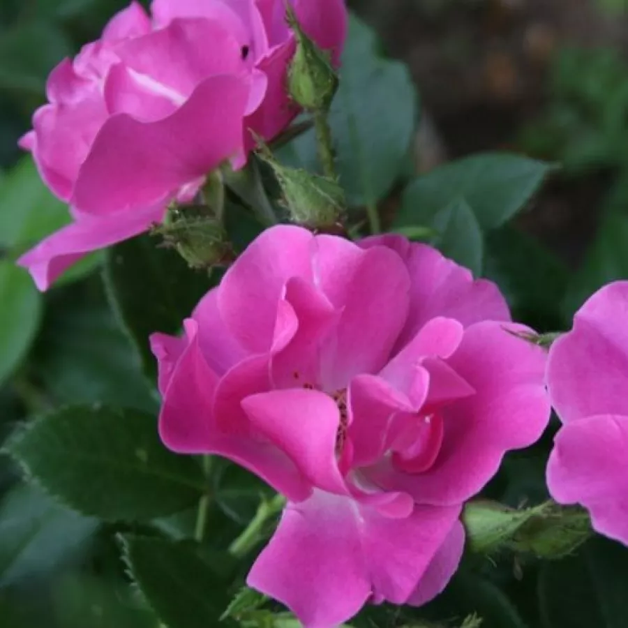 Rosa - Rosa - The Oddfellows Rose® - Comprar rosales online