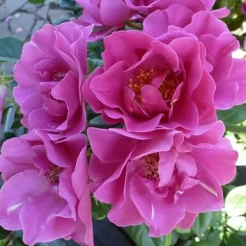 Rózsaszín - virágágyi floribunda rózsa - diszkrét illatú rózsa - savanyú aromájú