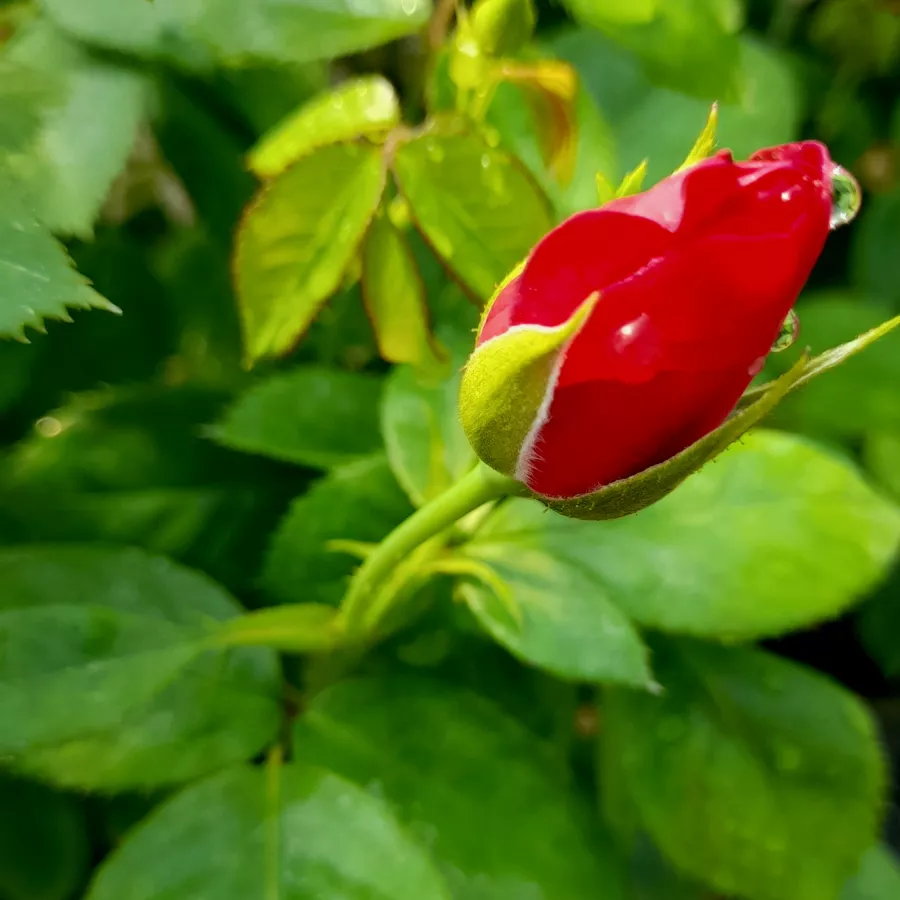 šaličast - Ruža - The Oddfellows Rose® - sadnice ruža - proizvodnja i prodaja sadnica