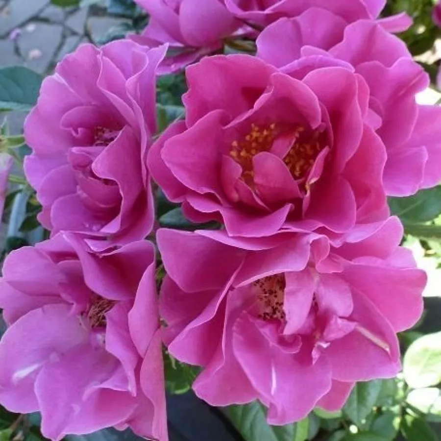 Félig telt virágú - Rózsa - The Oddfellows Rose® - online rózsa vásárlás