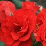 Virágágyi floribunda rózsa - diszkrét illatú rózsa - gyümölcsös aromájú - kertészeti webáruház - Rosa Tojo® - vörös