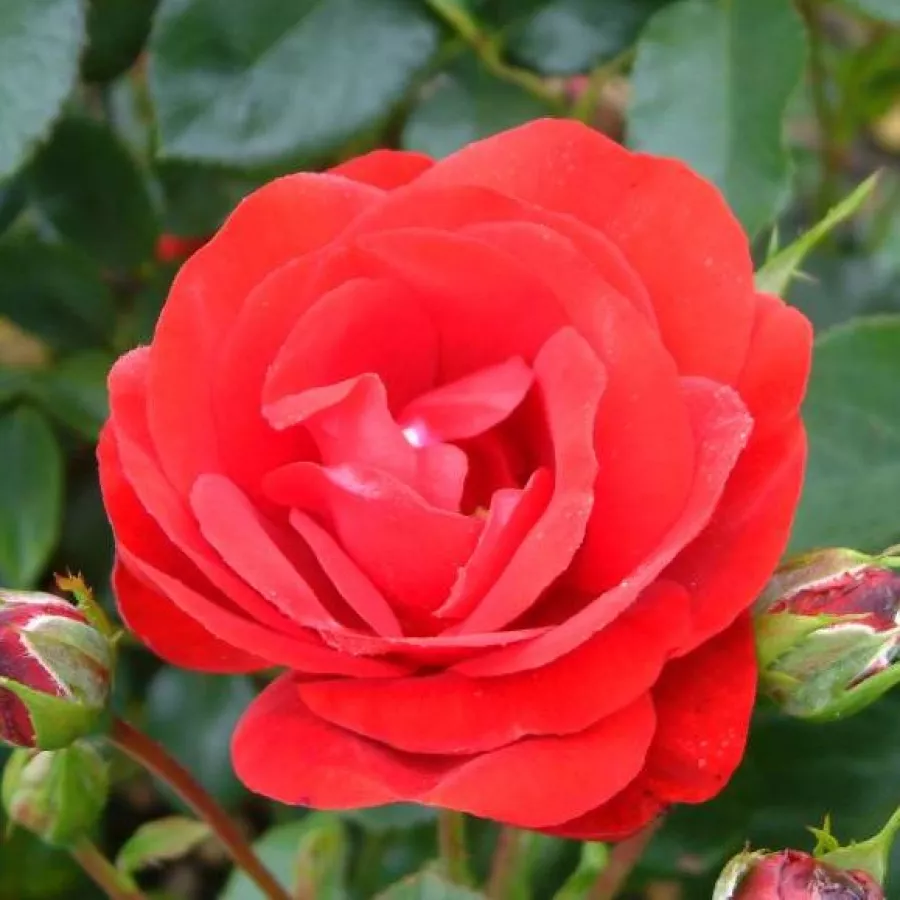 Ruža floribunda za gredice - Ruža - Tojo® - sadnice ruža - proizvodnja i prodaja sadnica