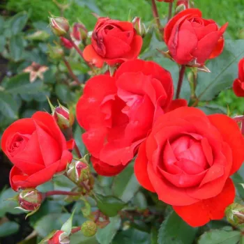 Rosa Tojo® - rdeča - vrtnica floribunda za cvetlično gredo