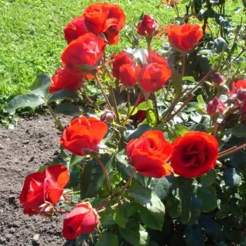 Vörös - virágágyi floribunda rózsa - diszkrét illatú rózsa - gyümölcsös aromájú