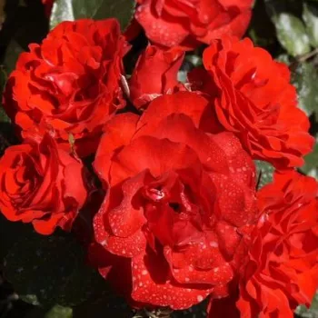 Rózsa rendelés online - vörös - virágágyi floribunda rózsa - diszkrét illatú rózsa - gyümölcsös aromájú - Tojo® - (60-90 cm)