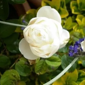 VICHY® – világos rózsaszín nosztalgia rózsa - Delbard