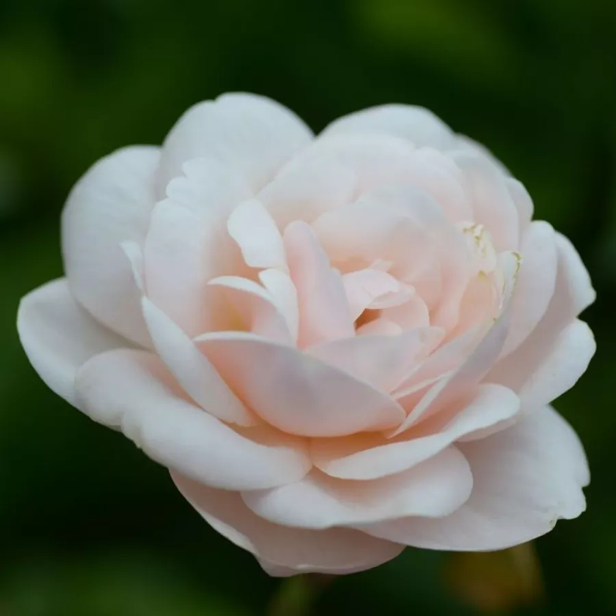 Intenziven vonj vrtnice - Roza - Vichy® - vrtnice online