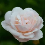 Roza - nostalgična vrtnica - intenziven vonj vrtnice - aroma šmarnice - Rosa Vichy® - vrtnice - proizvodnja in spletna prodaja sadik