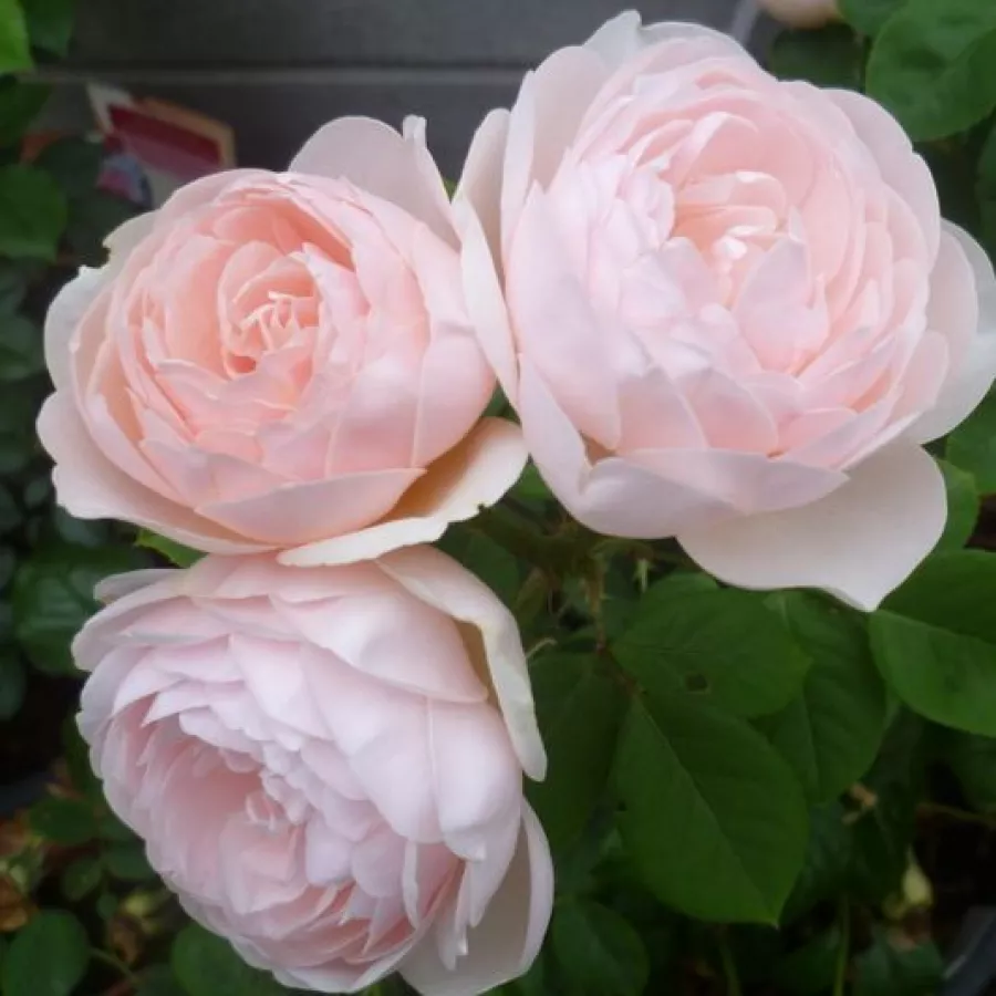 Nostalgische rose - Rosen - Vichy® - rosen online kaufen