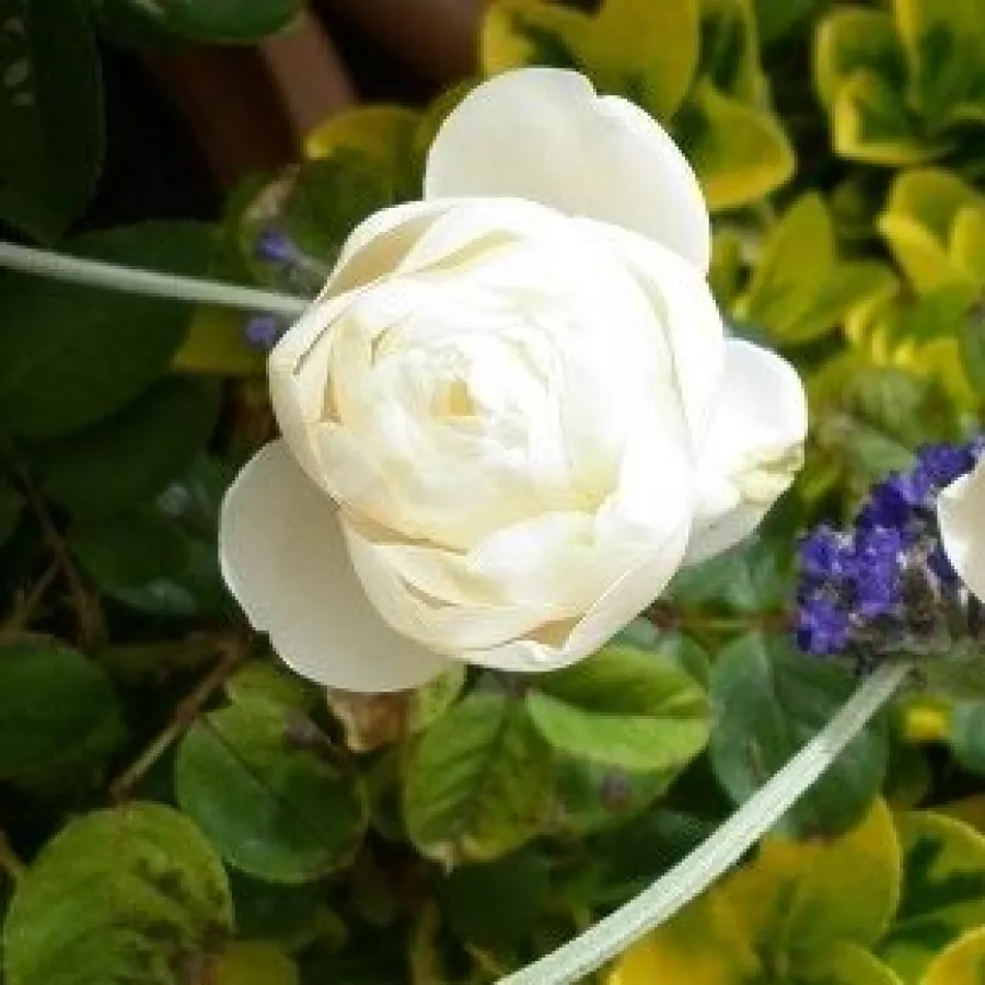 Kuglast - Ruža - Vichy® - sadnice ruža - proizvodnja i prodaja sadnica