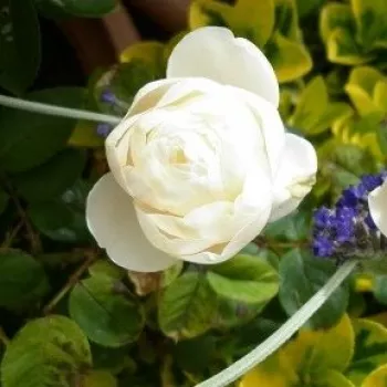 Rosa Vichy® - rózsaszín - nosztalgia rózsa