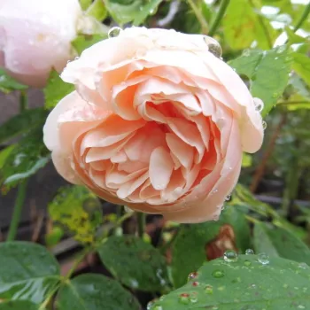 Jasnoróżowy - róża nostalgiczna - róża o intensywnym zapachu - zapach konwalii