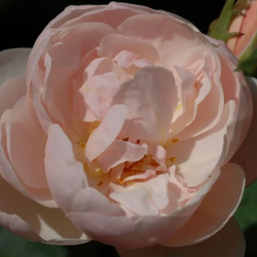 Gömbölyded - Rózsa - Vichy® - online rózsa vásárlás