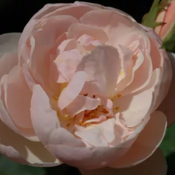 Pedir rosales - rosales nostalgicos - rosa de fragancia intensa - lirio de los valles - Vichy® - rosa - (80-100 cm)