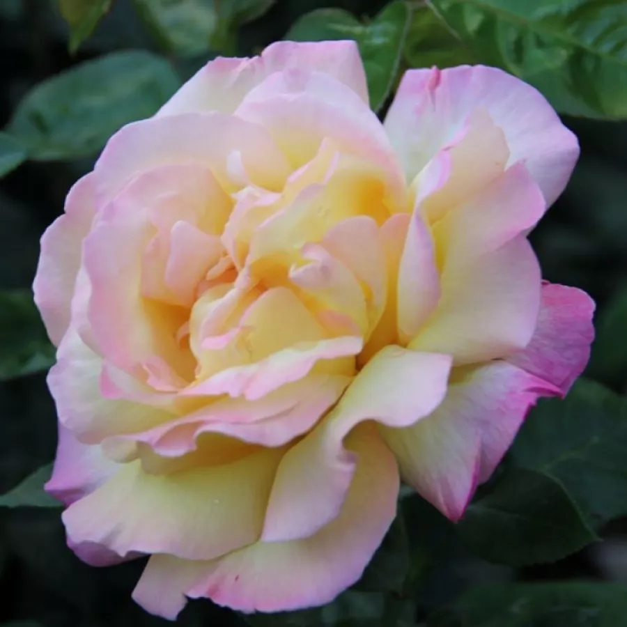 Róża wielkokwiatowa - Hybrid Tea - Róża - Béke - Peace - Szkółka Róż Rozaria