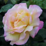 Róża wielkokwiatowa - Hybrid Tea - żółty - różowy - róża ze średnio intensywnym zapachem - Rosa Béke - Peace - Szkółka Róż Rozaria