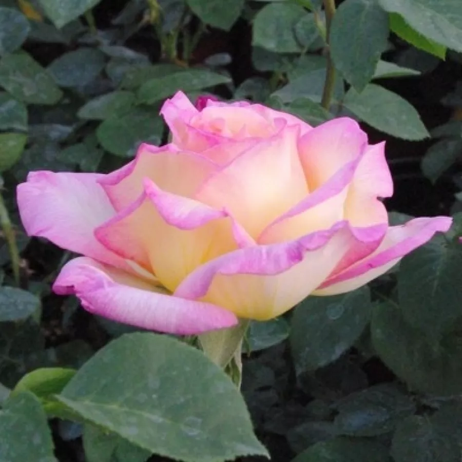 Jaune - rose - Rosier - Béke - Peace - Rosier achat en ligne