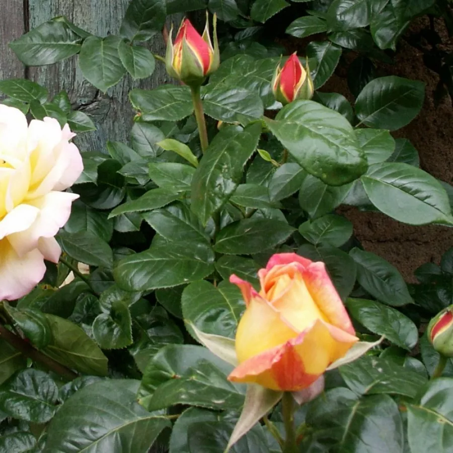 Rosa de fragancia moderadamente intensa - Rosa - Béke - Peace - Comprar rosales online