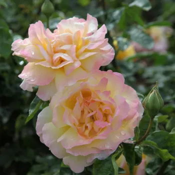 Jasno żółty, ciemno czerwony, z różowymi brzegami - róża wielkokwiatowa - Hybrid Tea   (120-200 cm)