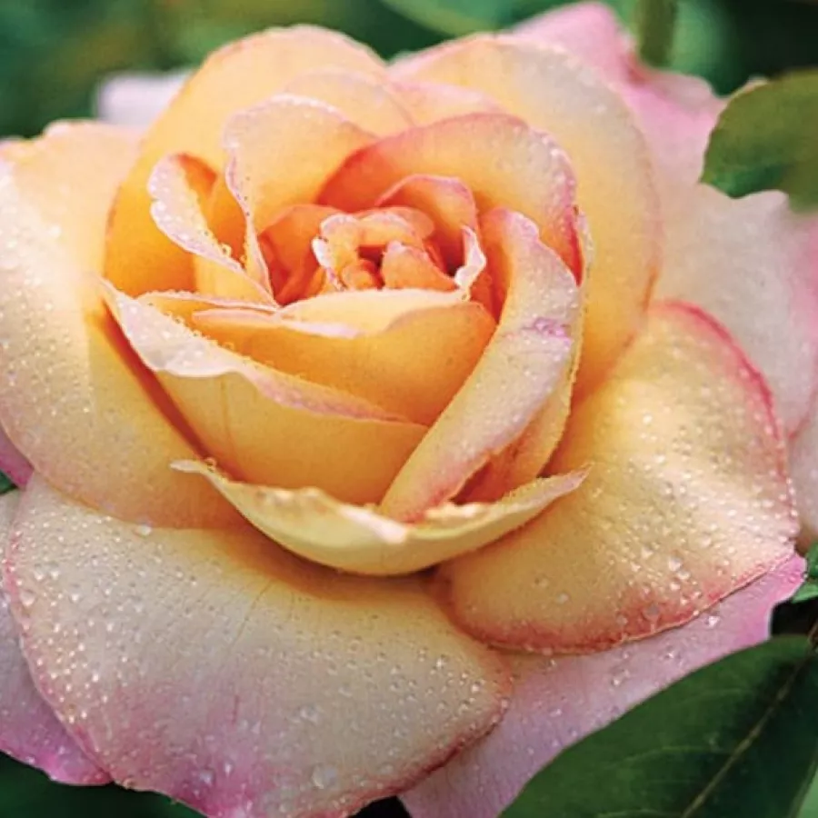 Hybrid Tea - Rosa - Béke - Peace - Comprar rosales online