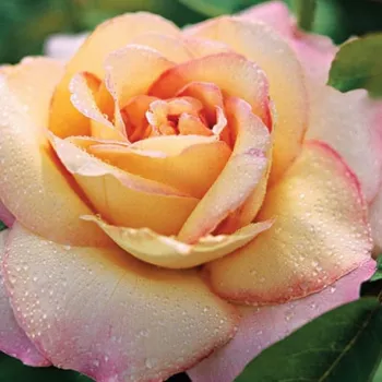 Rosen Gärtnerei - teehybriden-edelrosen - gelb - rosa - Rosa Béke - Peace - mittel-stark duftend - Francis Meilland - Alte, beliebte Sorte unter Rosenfreunden mit sehr dekorativen Blumen. Die berühmteste und am häufigsten gepflanzte gelbe Teehybriden der 