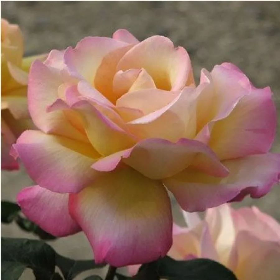 Jaune - rose - Rosier - Béke - Peace - 