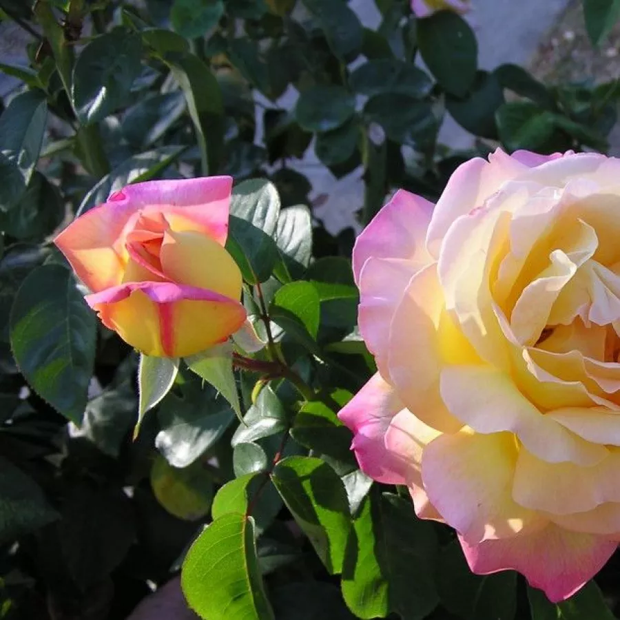 árbol de rosas híbrido de té – rosal de pie alto - Rosa - Béke - Peace - rosal de pie alto