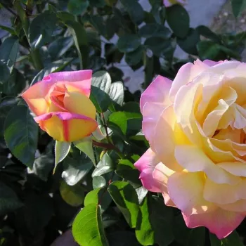 Rosa Béke - Peace - żółty - różowy - róża pienna - Róże pienne - z kwiatami hybrydowo herbacianymi