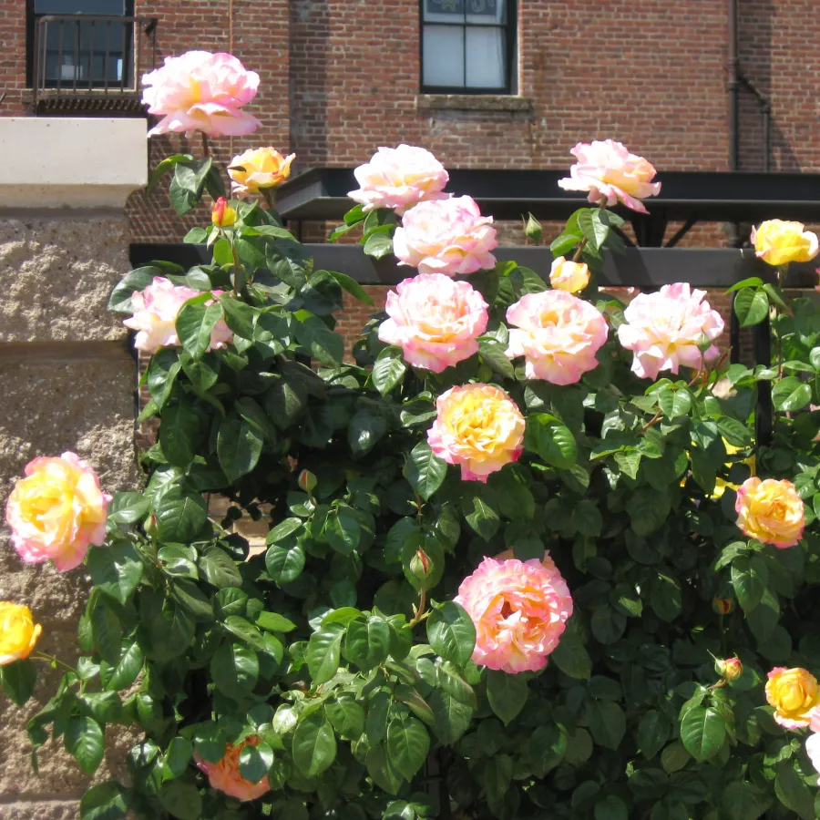 120-150 cm - Rosa - Béke - Peace - rosal de pie alto