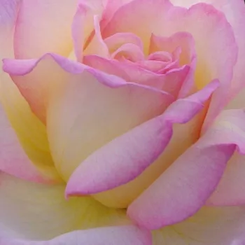 Růže online bazar - žlutá - růžová - Čajohybridy - Béke - Peace - středně intenzivní