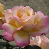 Stamrozen - geel - roze - Rosa Béke - Peace - matig geurende roos