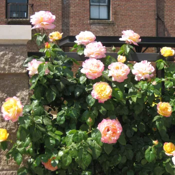 Világossárga - rózsaszín sziromszél - teahibrid rózsa - közepesen illatos rózsa - gyöngyvirág aromájú