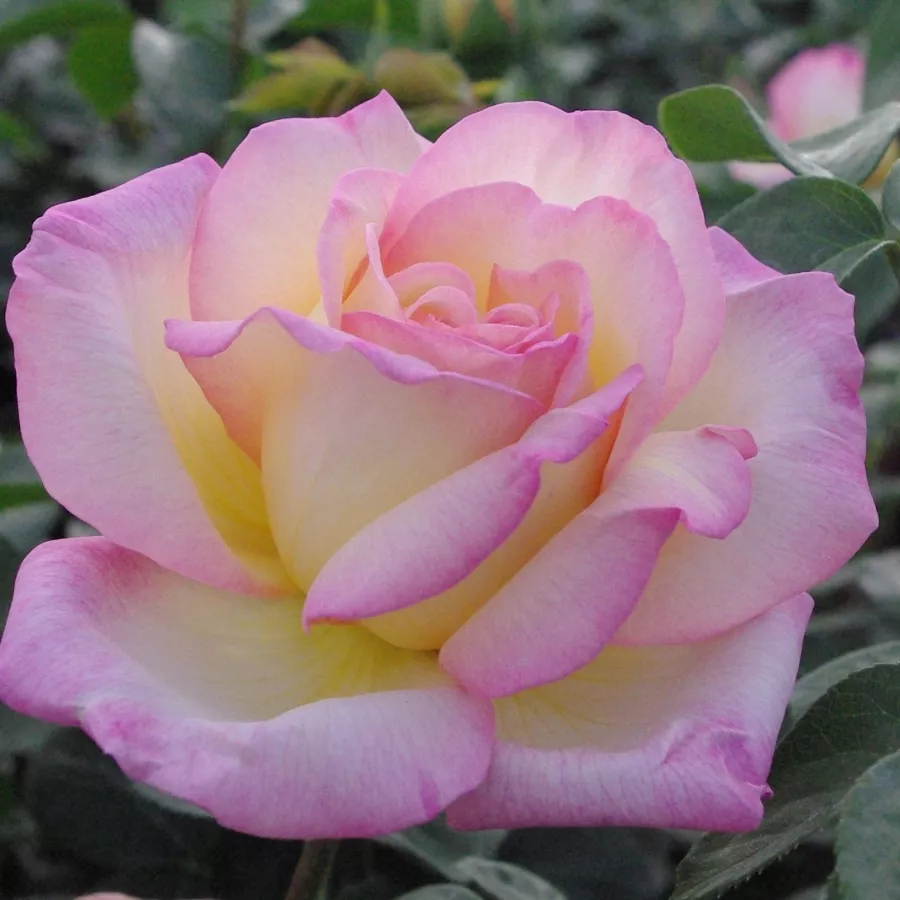 Róża wielkokwiatowa - Hybrid Tea - Róża - Béke - Peace - róże sklep internetowy