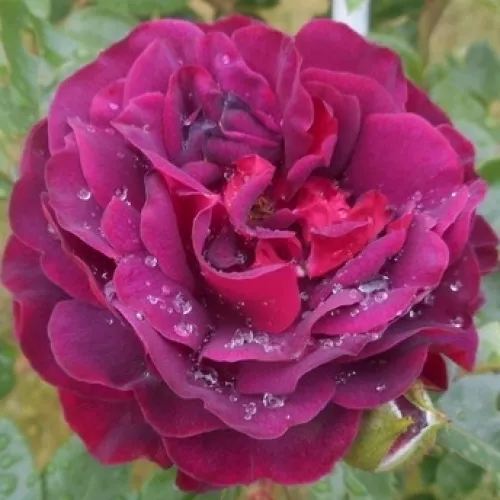 Katie's Rose®