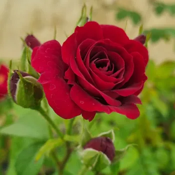KATIE'S ROSE® – bordó virágágyi floribunda rózsa - Horner