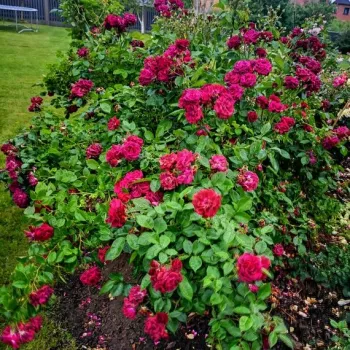 Mély bordóvörös, telt és bársonyos tónusú felület. - virágágyi floribunda rózsa - közepes erősségű, kellemesen határozott illatú rózsa - klasszikus, rózsás karakterű