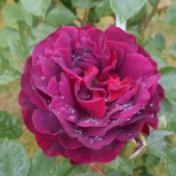 Online rózsa vásárlás - bordó - közepes erősségű, kellemesen határozott illatú rózsa - Katie's Rose® - virágágyi floribunda rózsa - (80-110 cm)