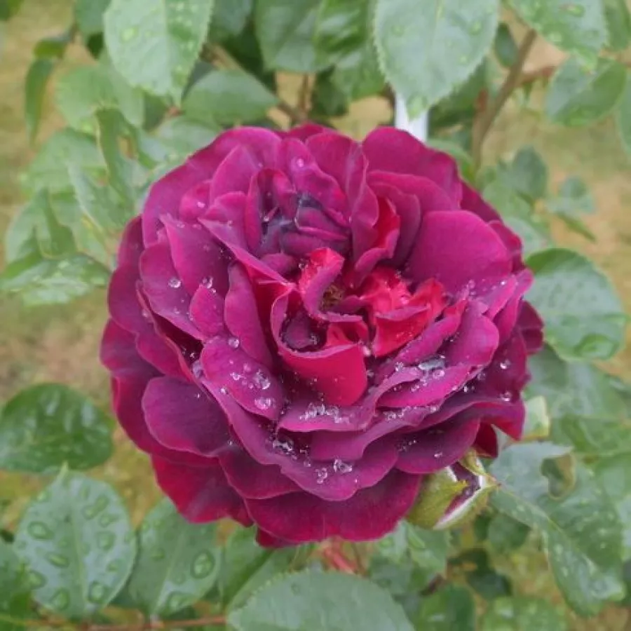 Virágágyi floribunda rózsa - Rózsa - Katie's Rose® - online rózsa vásárlás