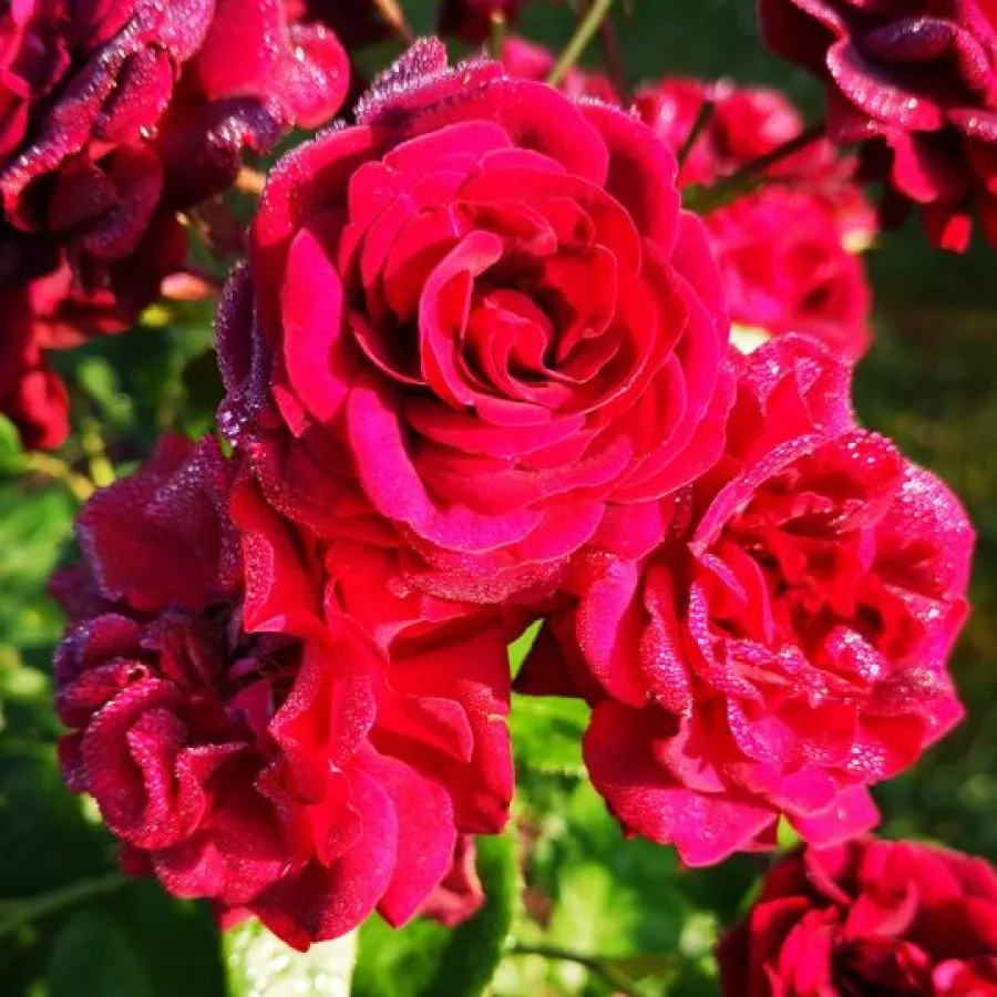 Vrtnica floribunda za cvetlično gredo - Roza - Katie's Rose® - vrtnice online