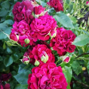 Rosa Katie's Rose® - rojo - rosales floribundas